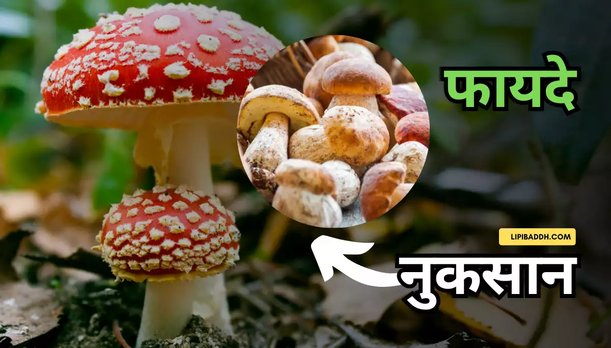Mushroom Khane Ke Fayde